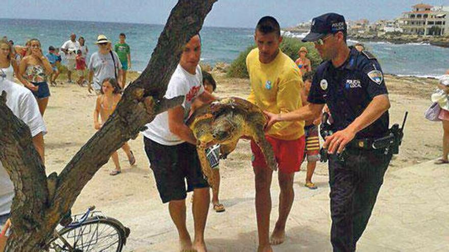 Rescatada una tortuga herida por la hélice de un barco