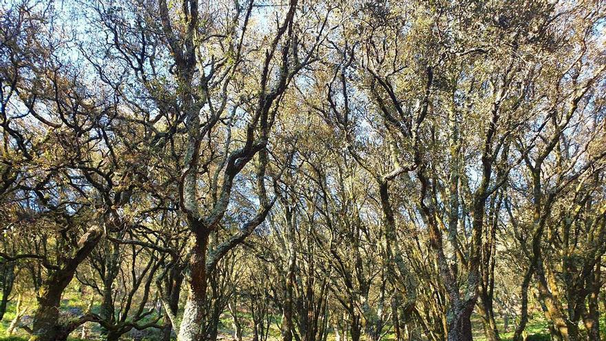 Un bosque gallego.