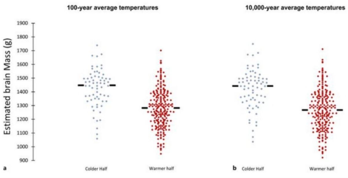 El tamaño del cerebro fue mayor durante las temperaturas más frías en comparación con las temperaturas más cálidas en períodos de 100 y 10.000 años. Los puntos representan las 298 estimaciones de masa cerebral a través de temperaturas más frías (azul) y más cálidas (roja) que el promedio. Las líneas negras muestran la masa cerebral promedio para cada período.