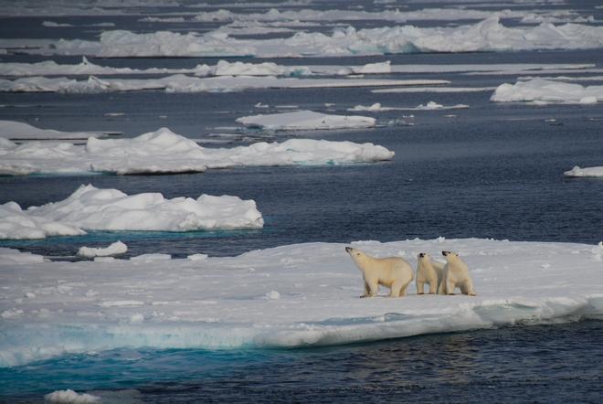 Ittoqqortoormiit, la ciudad más aislada de Groenlandia oso polar