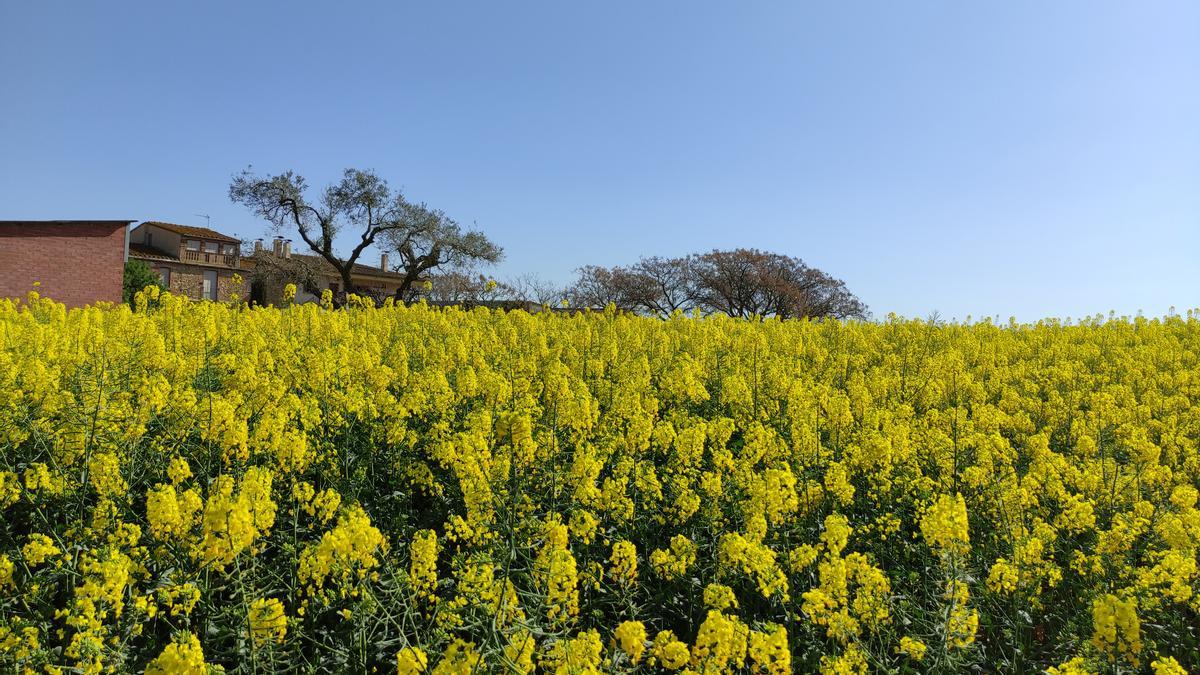 Pla mitjà d&#039;un camp de colza del Baix Empordà en una foto publicada aquest dijous 20 de maig de 2021. (Horitzontal)