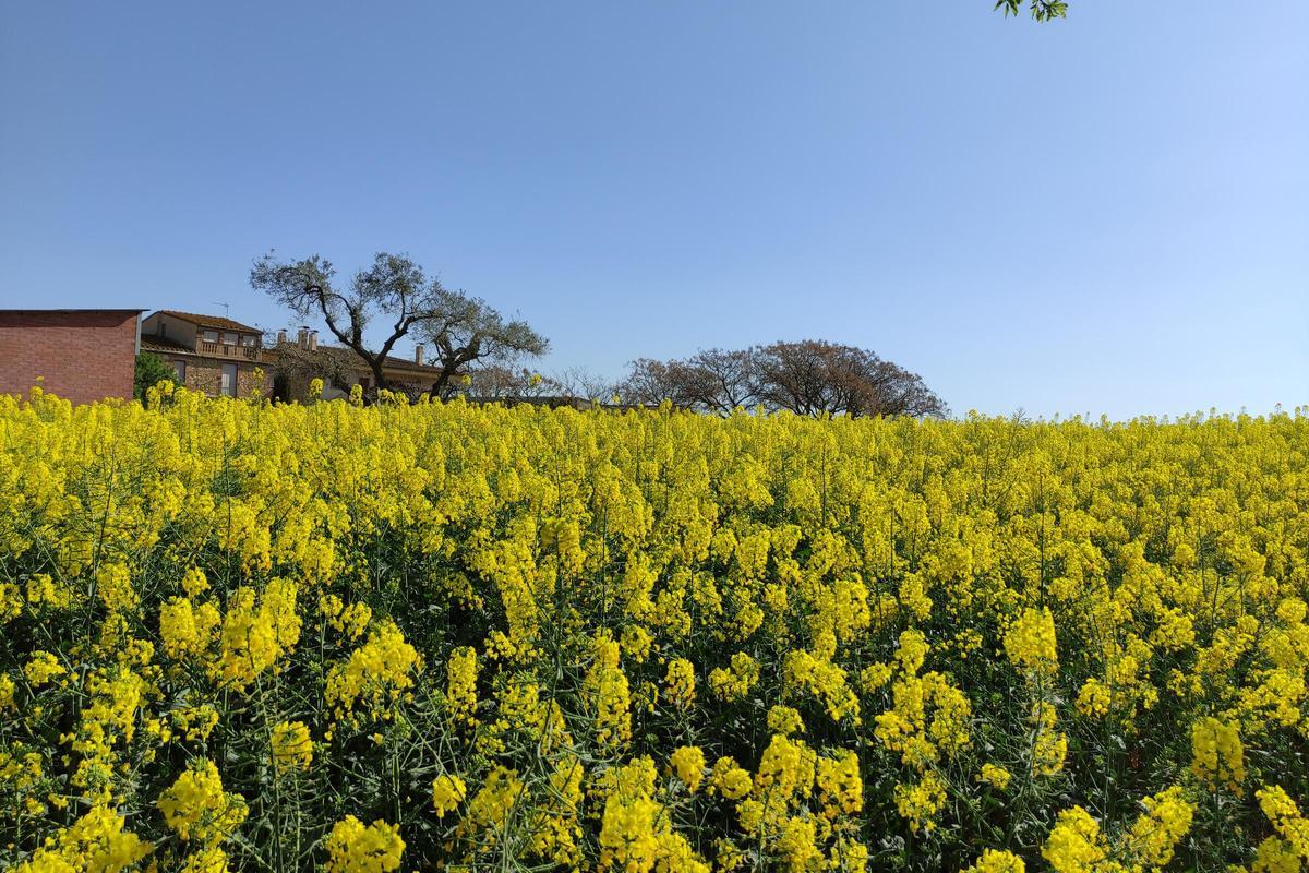 Pla mitjà d'un camp de colza del Baix Empordà en una foto publicada aquest dijous 20 de maig de 2021. (Horitzontal)