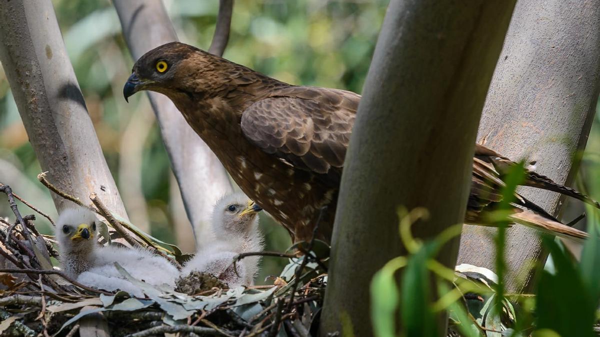 El halcón, entre las especies de aves rapaces que encuentran en las zonas de eucaliptos su sistema forestal favorito para nidificar en Galicia