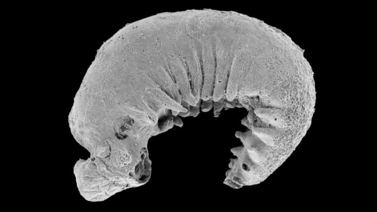 Imagen de micrografía electrónica del gusano fosilizado.