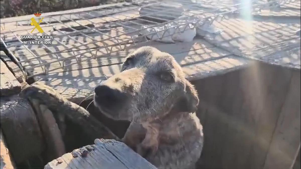 Localizados 49 perros en Tenerife en graves condiciones de abandono