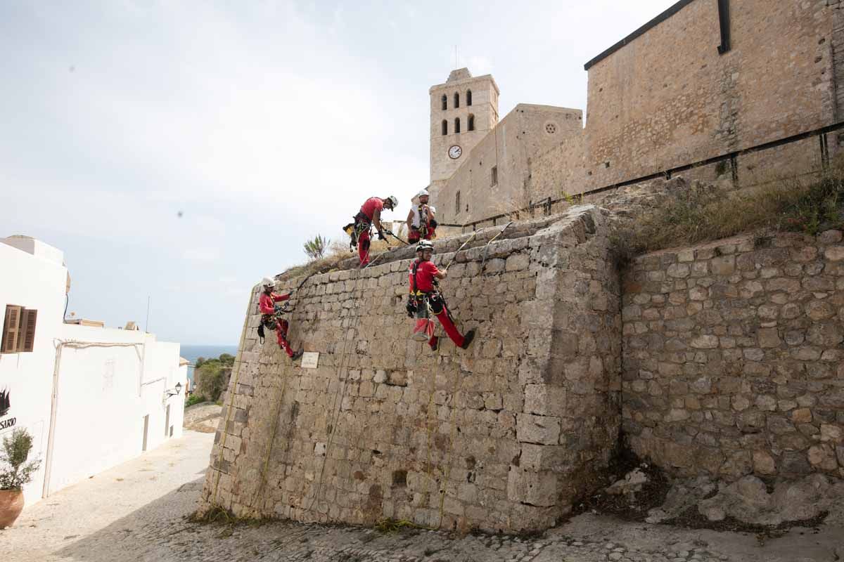 Arrancan los trabajos de limpieza de las murallas renacentistas de Ibiza