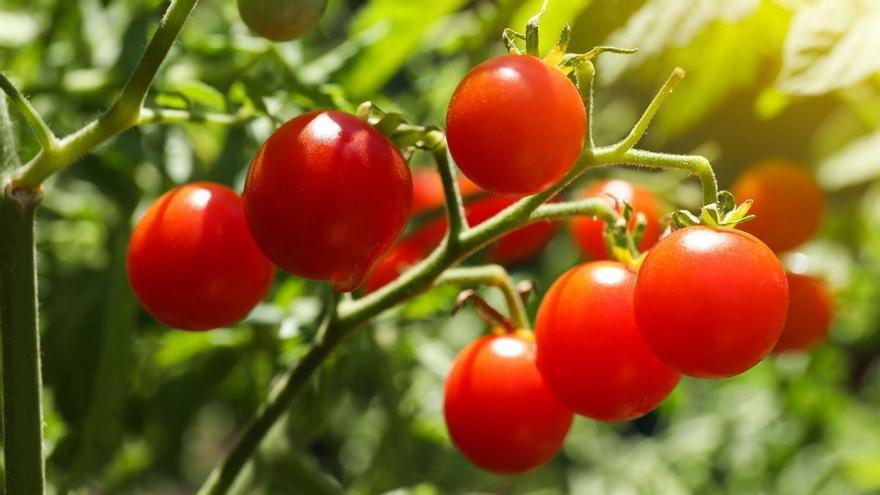 Nunca las plantes junto a los tomates: pueden frenar su crecimiento y favorecer las plagas