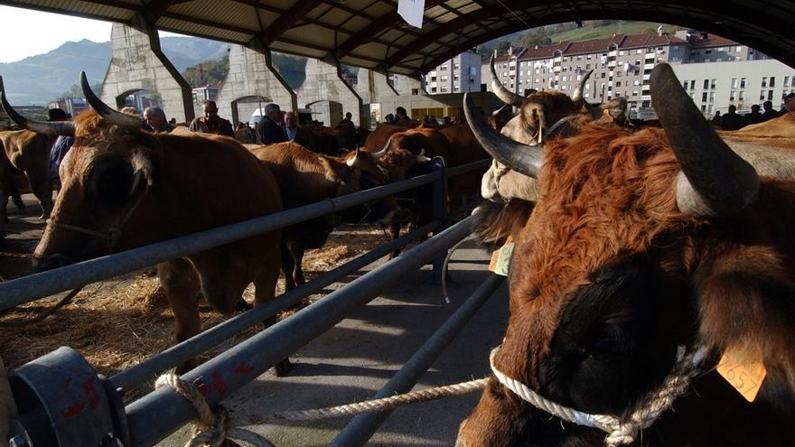 Las Cuencas perdieron la mitad de sus ganaderías de vacas desde principios de siglo: &quot;No tiene cuenta ni cebar un xatu&quot;