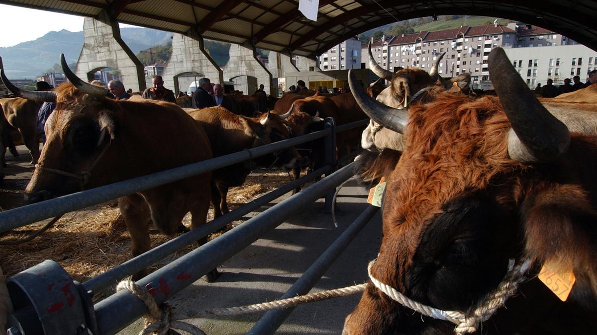 Vacas en un mercado ganadero de Lena.