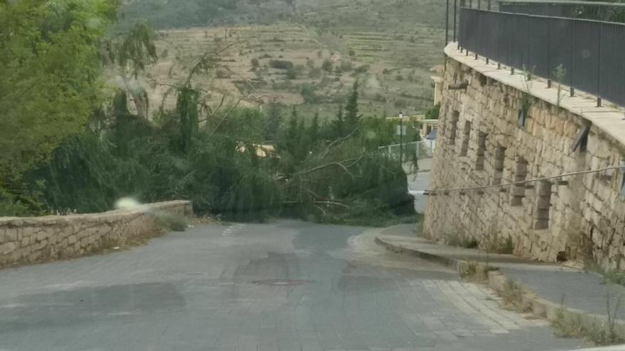 Fuertes rachas de viento tumban árboles en Morella