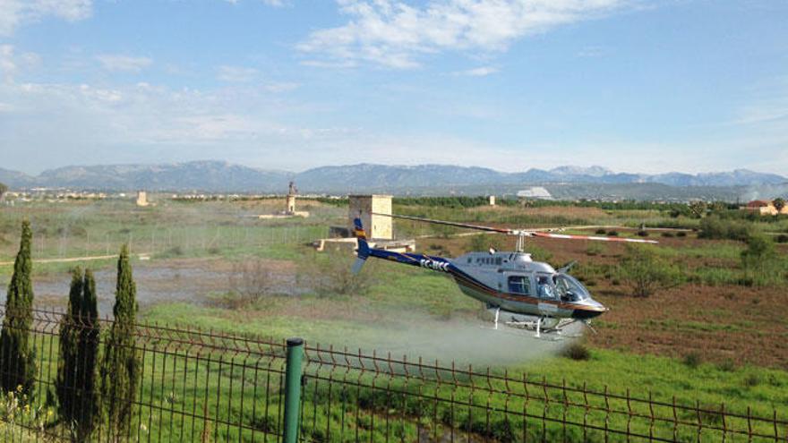 Un helicóptero fumiga el Pla de Sant Jordi para prevenir la plaga de mosquitos