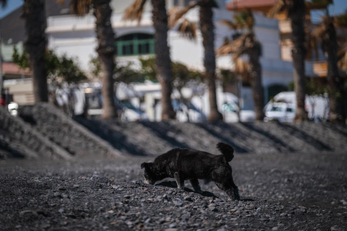 Un perro huele la tierra.