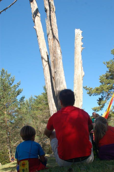 Aplec del Pi de les Tres Branques