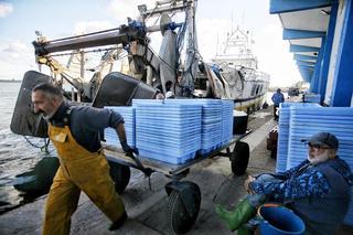 Las sardinas ‘a cero’ en Castellón llevan a la flota a faenar en Alicante