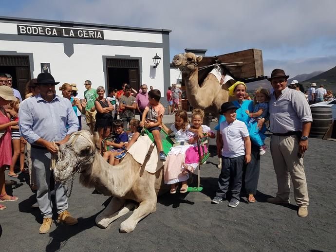 Vendimia Tradicional de La Geria