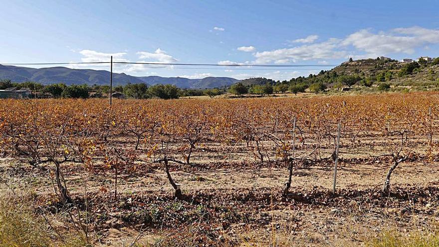 Paraje donde se instalará el parque de placas solares. | LEVANTE-EMV