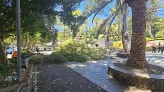 Herida una pareja de turistas por la caída de una rama de grandes dimensiones en el parque García Sanabria