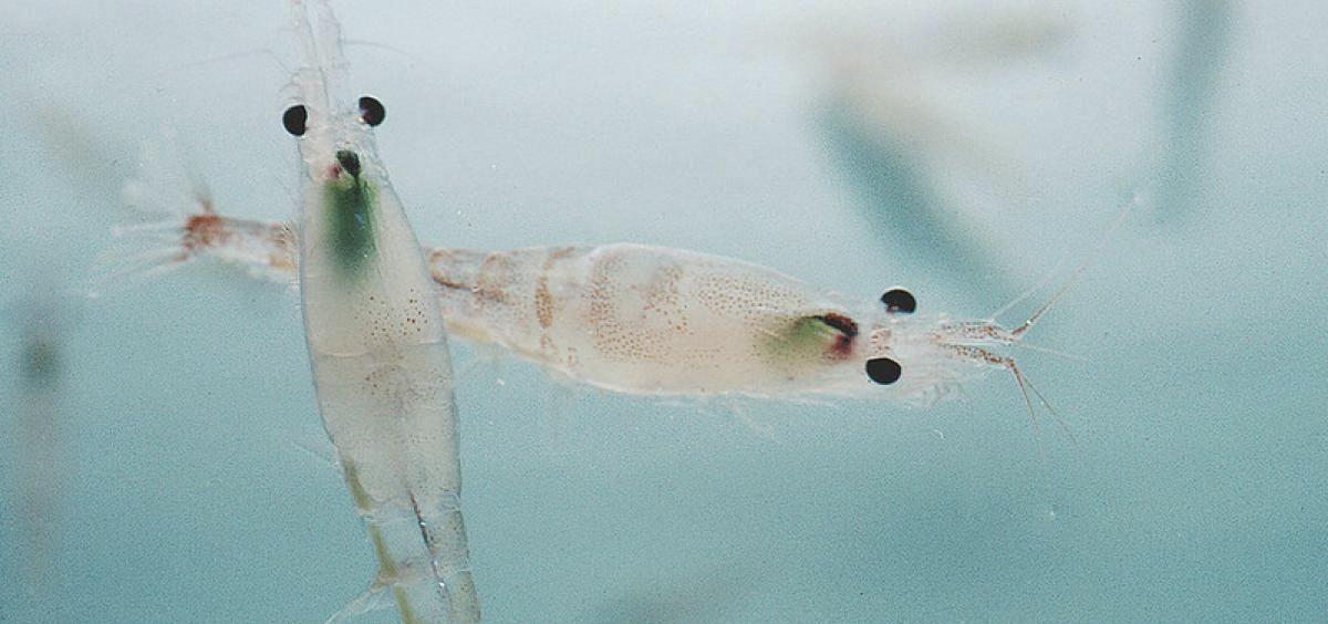 Detallistes i supermercats «saquegen» l’Antàrtida amb la venda de krill Detallistes i supermercats «saquegen» l’Antàrtida amb la venda de krill