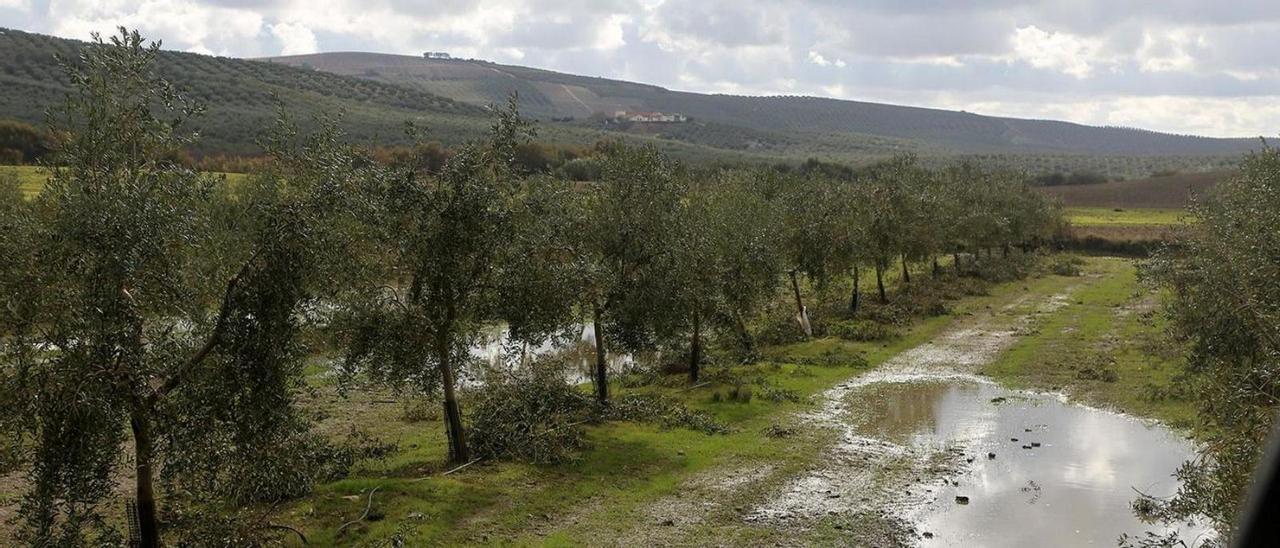 Las lluvias caídas servirán para que los olivos se recuperen del estrés hídrico que venían padeciendo.