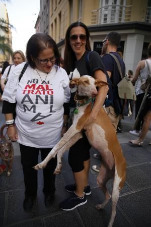 Concentración contra el maltrato animal