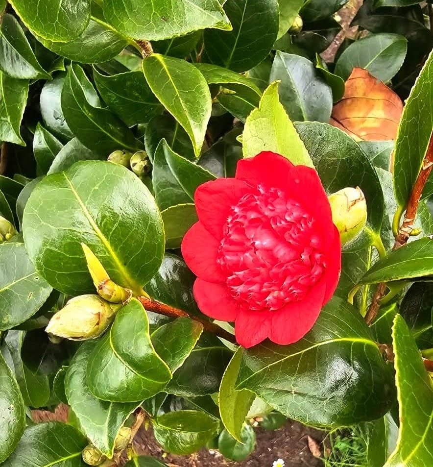 El jardin de camelias de María Jesús Guitérrez, en imágenes