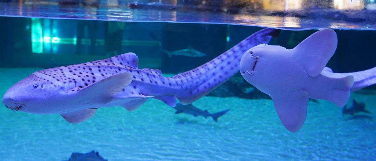 Dos taurons zebra  arriben des de Tenerife a l’Oceanogràfic de València