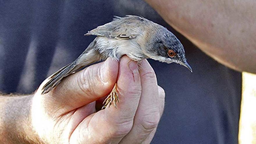 La fiesta otoñal de los pájaros