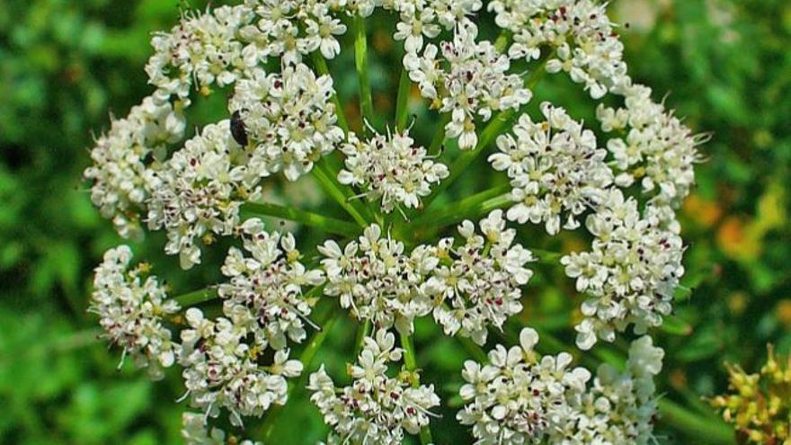 La flor del &#039;nabo diablo&#039;