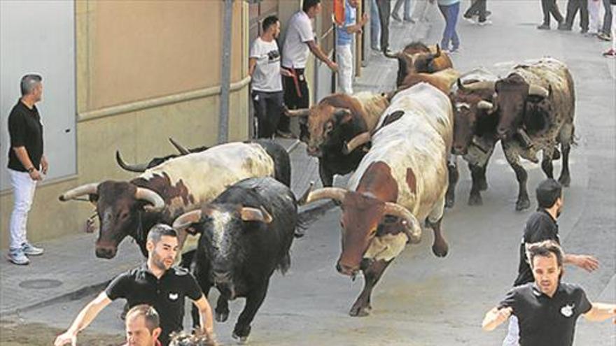 Almassora presume de sus ‘bous al carrer’ con un gran cartel