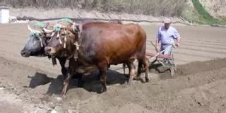 El campo respira después de las lluvias tardías que han mitigado la sequía