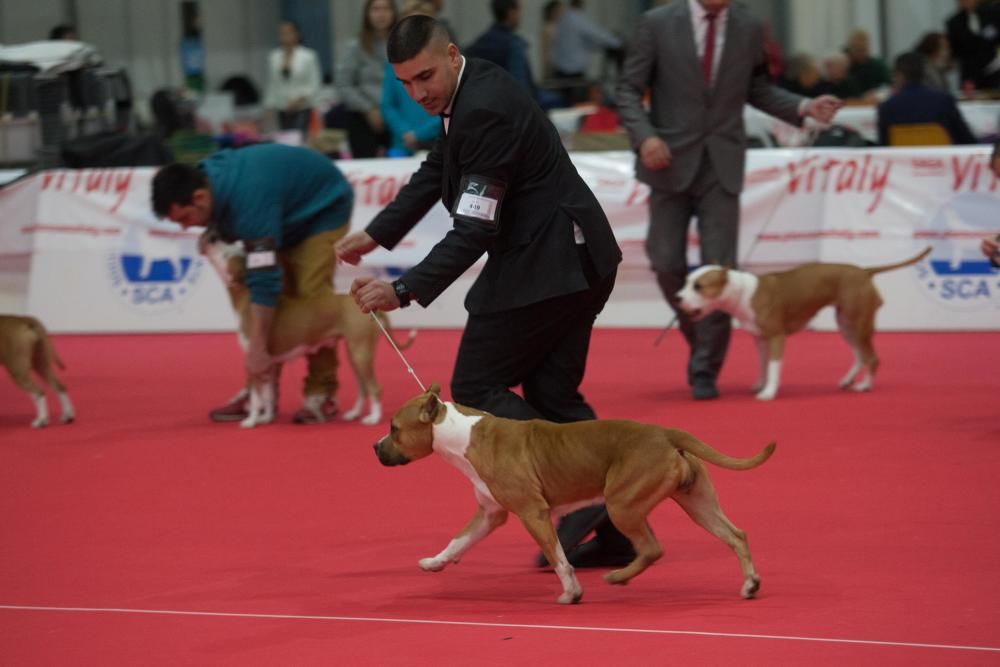 La Mascotada da brillo a Expocachorro