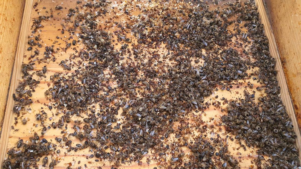 Las abejas muertas de Manuel Moreno en sus colmenas de Chirino.