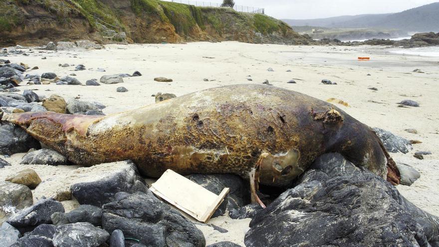 Un calderón varado en una playa gallega tras un temporal. // Kiko