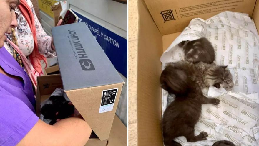 La emotiva historia de una veterinaria canaria que rescató  a una camada de gatos de la basura