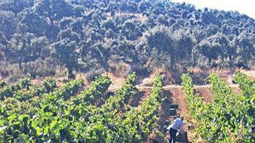 Un temporero trabaja en la vendimia de una bodega de la D.O. Toro.