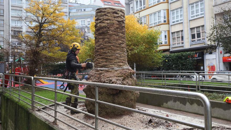 El picudo acaba con otras tres palmeras en la zona de Riazor