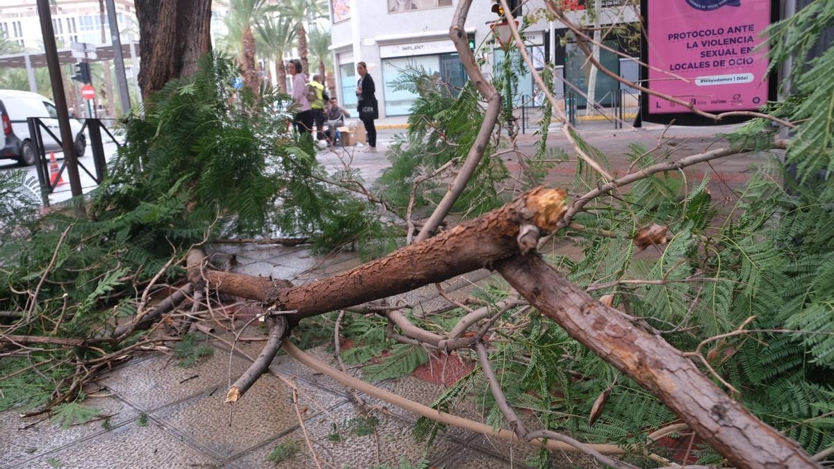 Un árbol caído por el temporal en Elche este martes