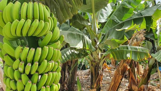 Una piña de plátanos en un cultivo de Canarias.