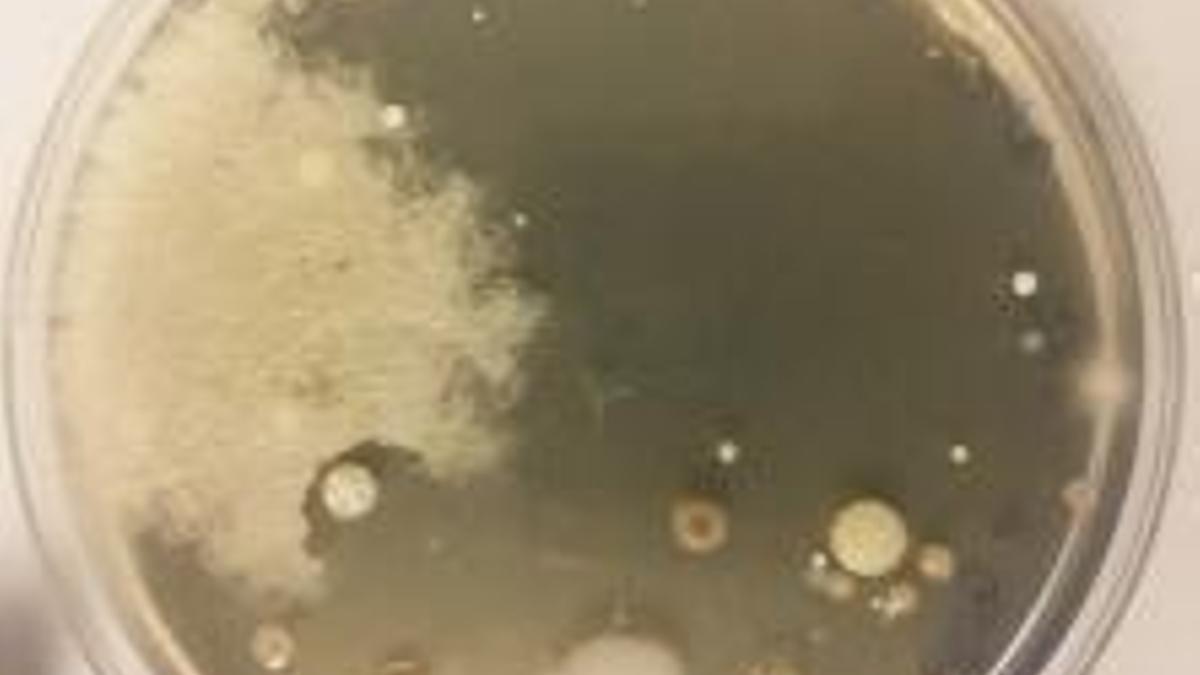 Colonias de bacterias obtidas de solo. Pódese observar que a colonia estrelada inhibe o crecemento da colonia filiforme.