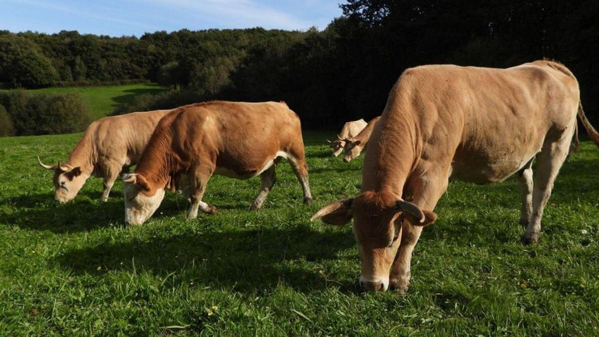 Vacas pastando en una explotación de Nemenzo, en el rural de Compostela.