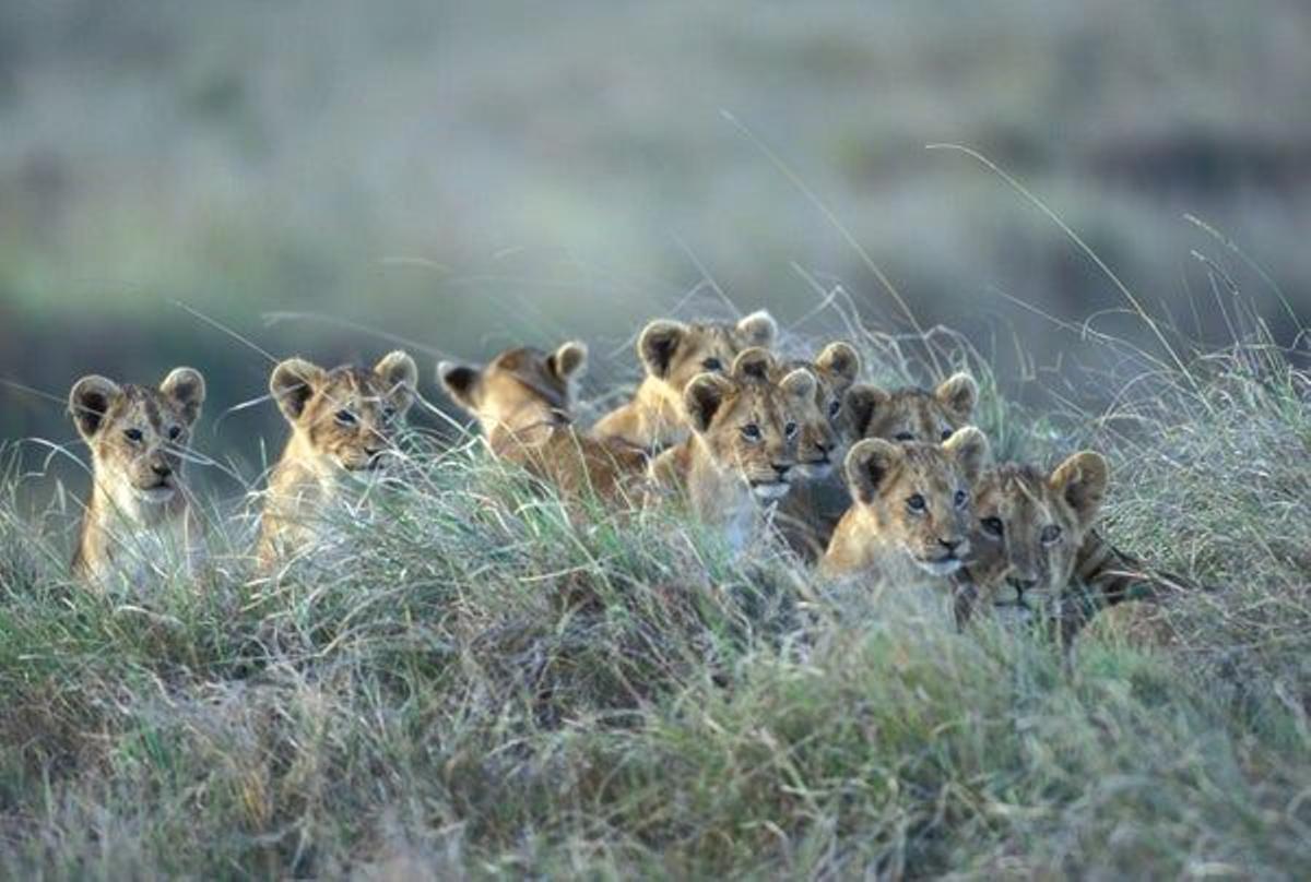 Situada en el suroeste de Kenia, a unos doscientos cincuenta kilómetros de su capital, Nairobi, la