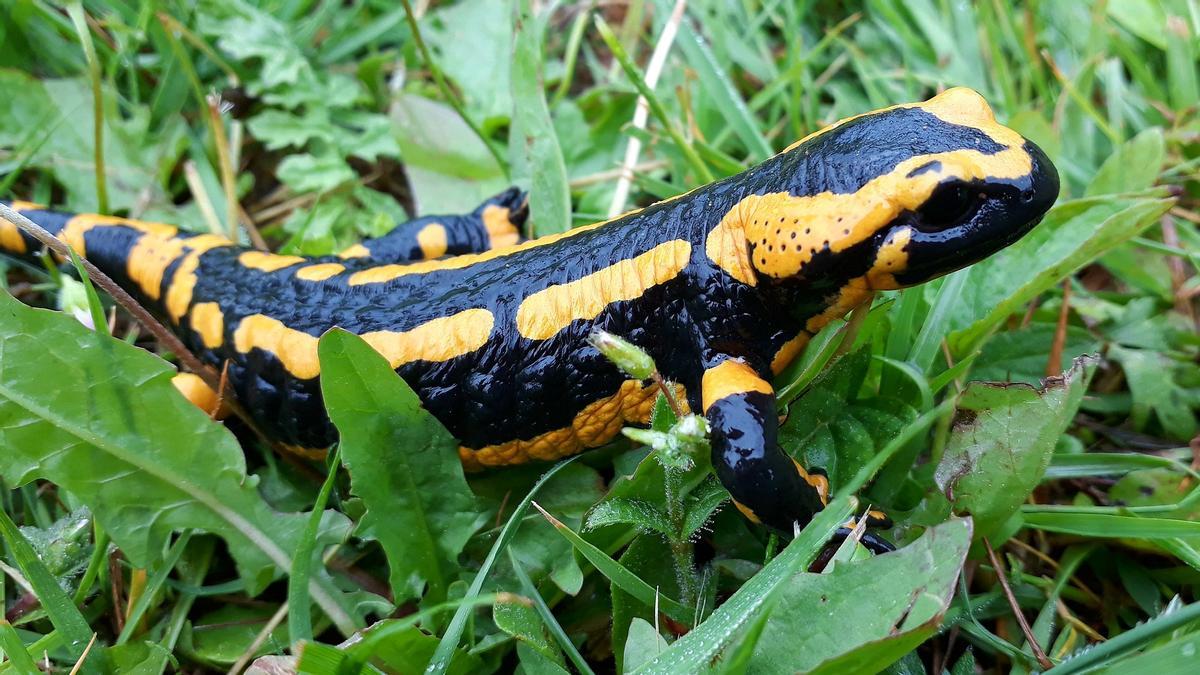 ejemplar de salamandram especie capaz de regenerar sus extremidades y otras partes de su cuerpo.