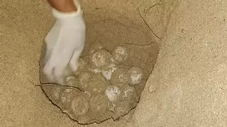 Desove de una tortuga boba en Mallorca: ¿Qué hacer si encuentras huevos de tortuga en una playa?