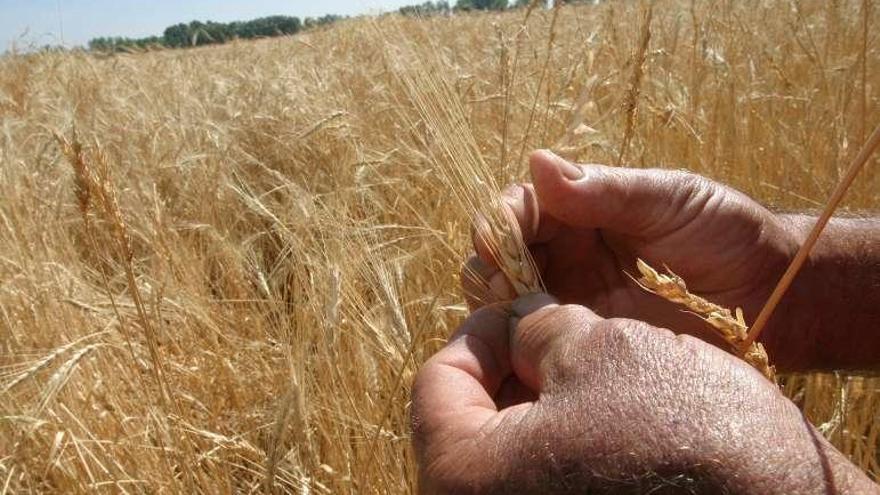 Un agricultor desgrana una espiga de cebada ecológica