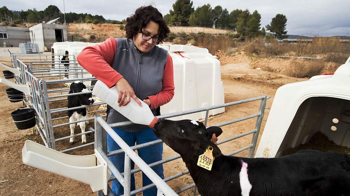 las terneras 
van a la
guardería