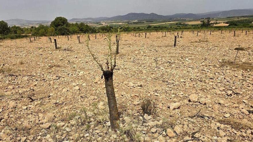 Un rebaño de 30 muflones devora una plantación de 800 almendros en pleno desarrollo en Fontanars