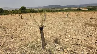 Un rebaño de 30 muflones devora una plantación de 800 almendros en pleno desarrollo en Fontanars