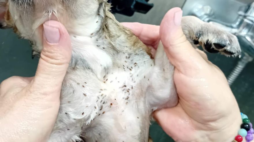 Aixopluc denuncia que cada vegada es troben a Manresa més gossos que crien les màfies