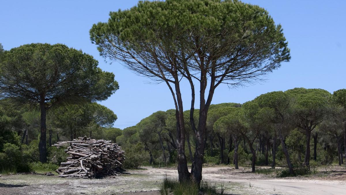 El Gobierno andaluz estudia la denuncia de Ecologistas de la mortandad de pinos en Doñana y lo relacionada con la sequía.