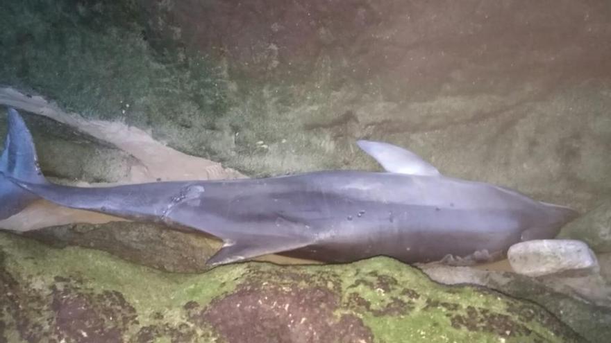 Fallece un delfín varado en la playa de La Franca en Ribadedeva